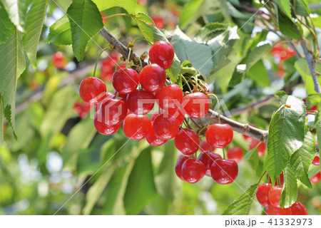 サクランボ サクランボ 41332973