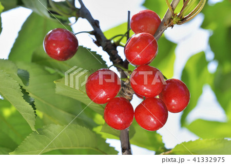 サクランボ 41332975