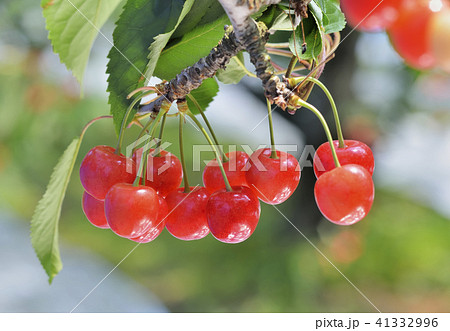 サクランボ 41332996