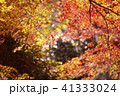 紅葉 41333024