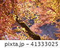 紅葉 41333025