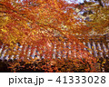 紅葉 41333028
