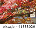 紅葉 41333029