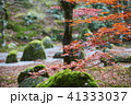 紅葉 41333037