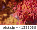 紅葉 41333038