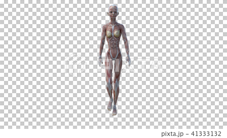 歩く 女性 筋肉 perming3DCG映像素材 歩く 女性 筋肉 perming3DCG映像素材 41333132