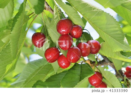 サクランボ サクランボ 41333390