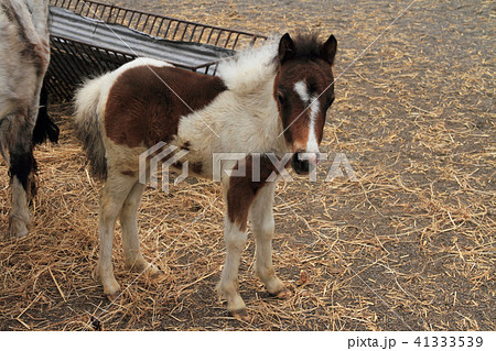 ポニーの仔馬の写真素材