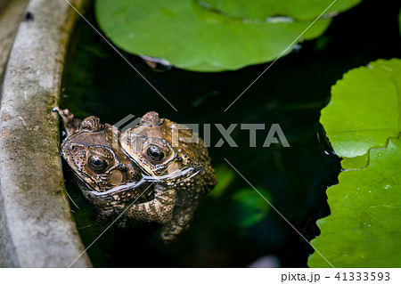 rainy season mating couple toads in lotus basin 41333593