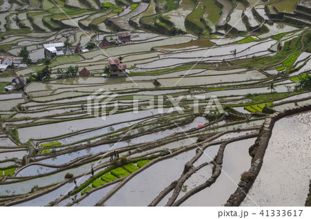 バタッドの棚田 バタッドの棚田 41333617