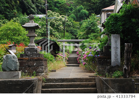 鎌倉　白山神社<今泉寺）紫陽花 41333794