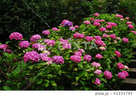 鎌倉 白山神社<今泉寺)紫陽花 鎌倉 白山神社<今泉寺)紫陽花 41333795