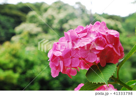 鎌倉 白山神社<今泉寺)紫陽花 鎌倉 白山神社<今泉寺)紫陽花 41333798