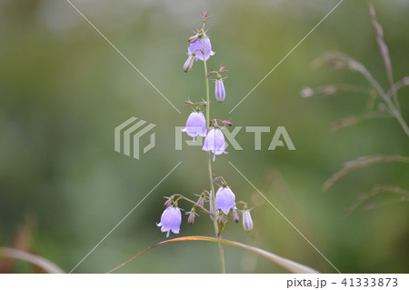 野草 野草 41333873