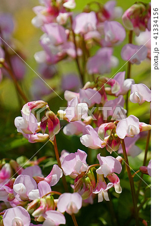 とても可愛いスイートピー 41334156