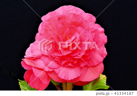ベゴニアの花 ベゴニアの花 41334187