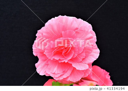 ベゴニアの花 ベゴニアの花 41334194