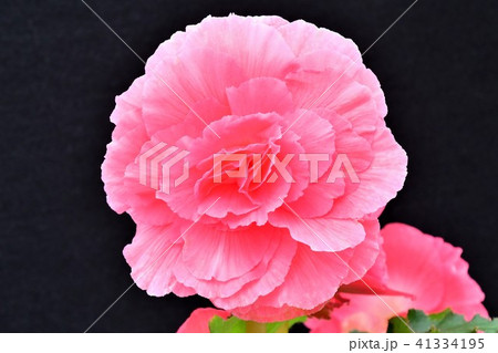 ベゴニアの花 41334195