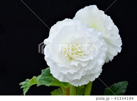 ベゴニアの花 ベゴニアの花 41334199