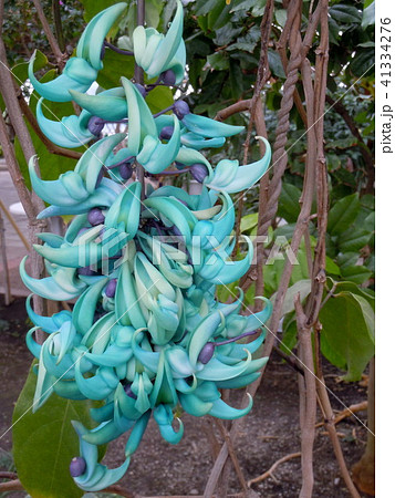 ヒスイカズラ 41334276