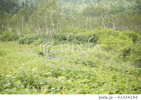 栂池高原の高山植物　ヤチトリカブト 41334294