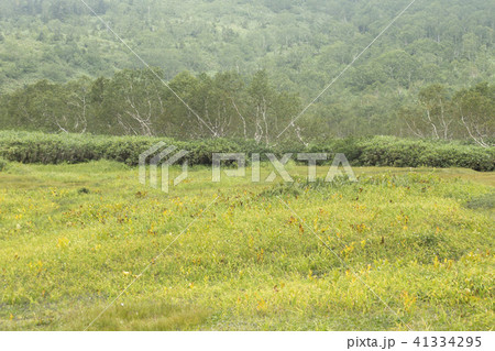 栂池高原の高山植物　 41334295