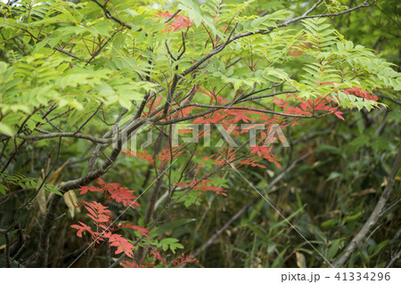 栂池高原の高山植物　ナナカマド 41334296