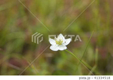 栂池高原の高山植物 ウメバチソウ 栂池高原の高山植物 ウメバチソウ 41334518
