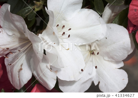 さつき さつき 41334627