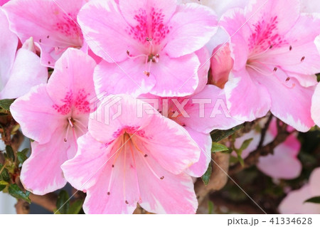 さつき さつき 41334628