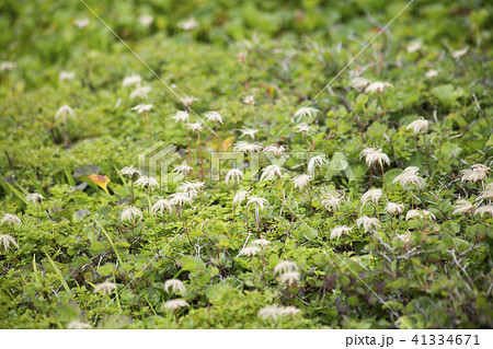 栂池高原の高山植物 チングルマ 栂池高原の高山植物 チングルマ 41334671