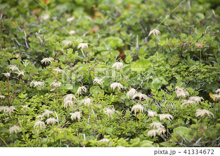 栂池高原の高山植物 チングルマ 栂池高原の高山植物 チングルマ 41334672