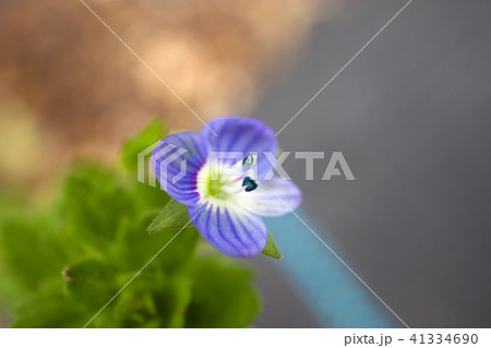 オオイヌノフグリ 41334690