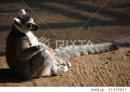 セントラルパーク 41334817