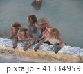 温泉に入るニホンザル　和気あいあい 41334959