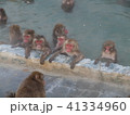 温泉に入るニホンザル　和気あいあい 41334960