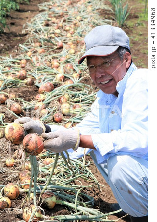 玉ねぎを収穫する男性 41334968