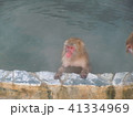 温泉に入るニホンザル　いい湯だな 41334969
