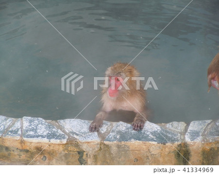 温泉に入るニホンザル　いい湯だな 41334969