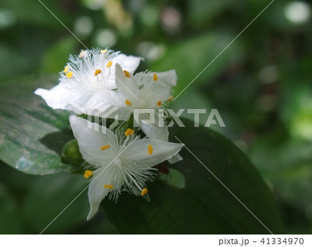トキワツユクサ 41334970