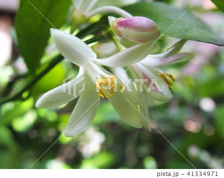 レモンの花 41334971