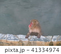 温泉に入るニホンザル　いい湯だな 41334974