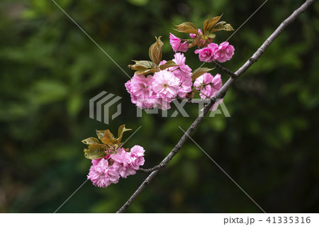 ヤエザクラ 41335316
