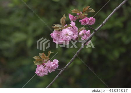 ヤエザクラ 41335317