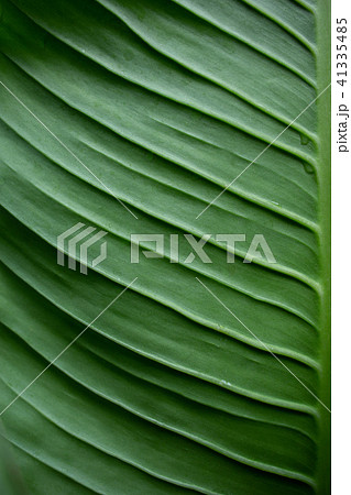 Dieffenbachia Green leaf texture Dieffenbachia Green leaf texture 41335485