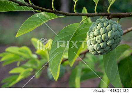 Custard apple growing on tree in nature 41335486