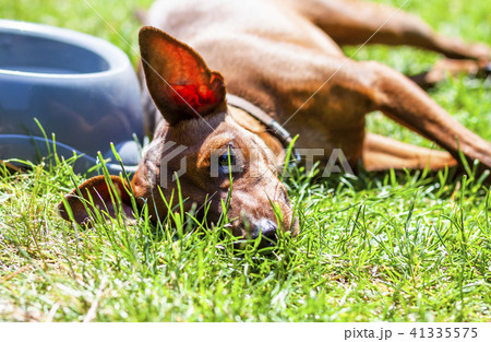 Miniature pinscher resting next to feeding bown on a hot summer day 41335575