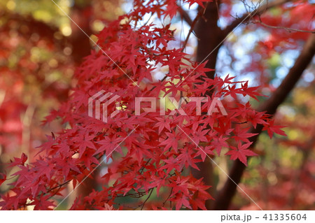 紅葉 紅葉 41335604