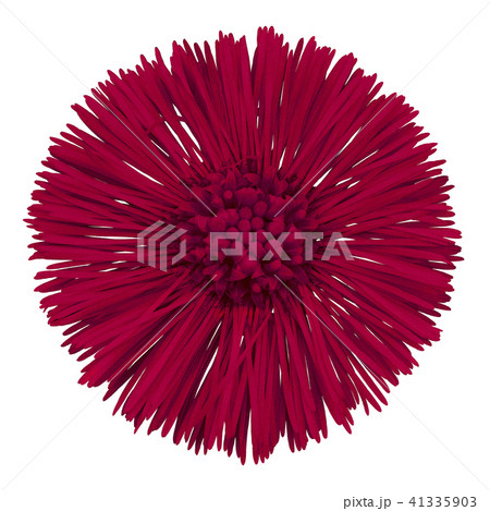 Flower carmine Tussilago farfara isolated on white 41335903