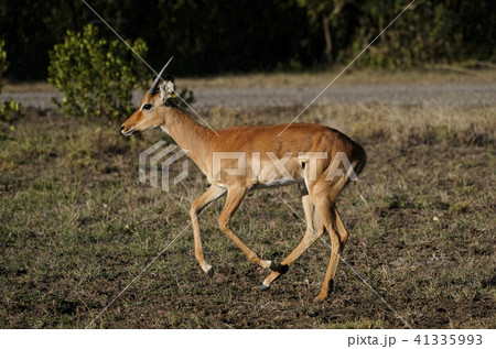 インパラ インパラ 41335993